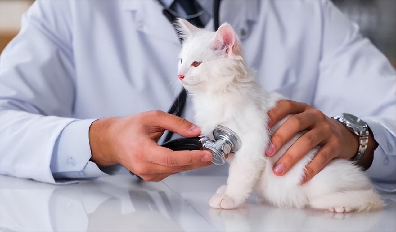 猫静脉栓塞,猫静脉栓塞和动脉栓塞的区别