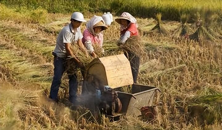 谷象的特征习性,农村谷堆的图片有吗