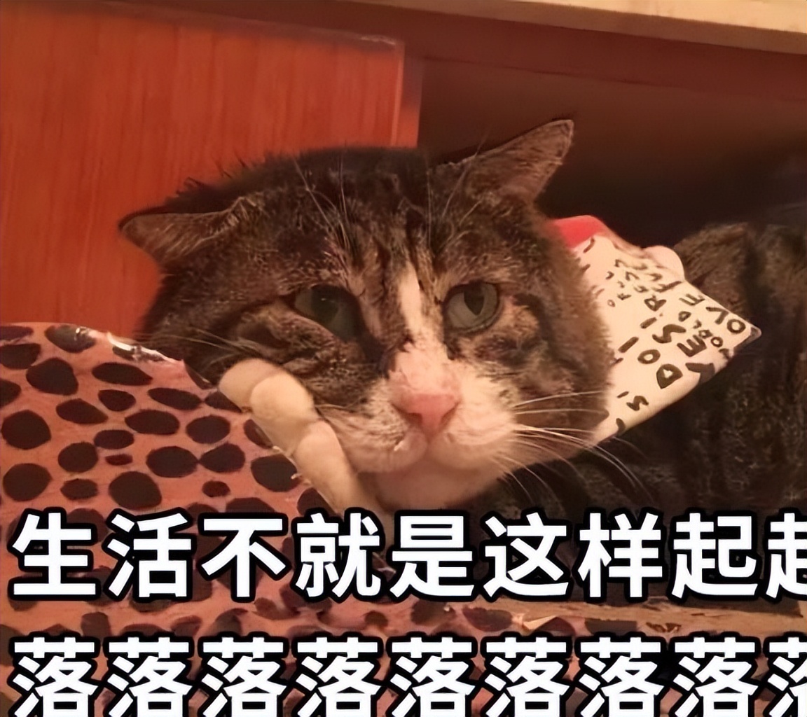 这5种猫便宜又好养,哪些猫又优雅又便宜又好养