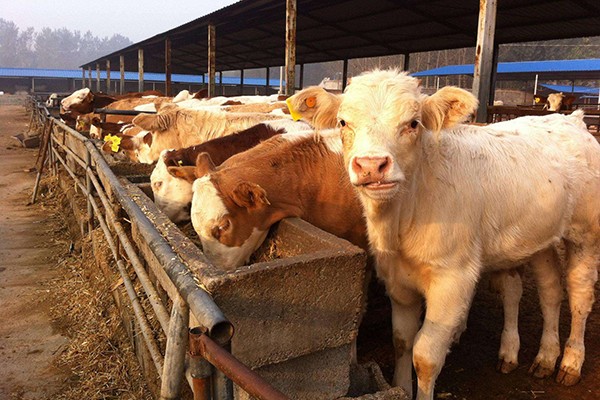 “曹满饿死牛”有没有道理？为什么喂牛的时候要少量多次？