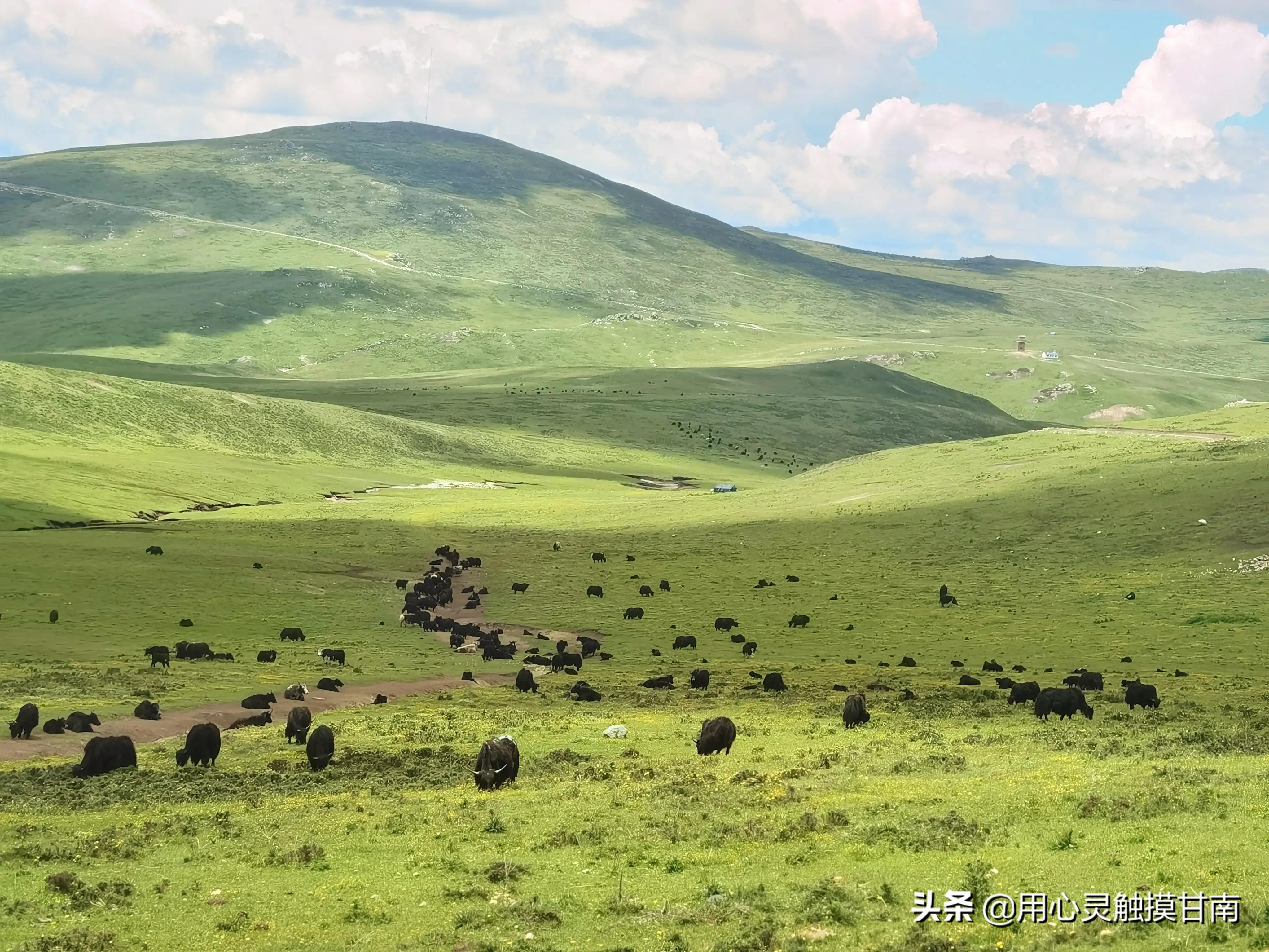 去宕昌县看草原怎么去,宕昌县草原旅游路线