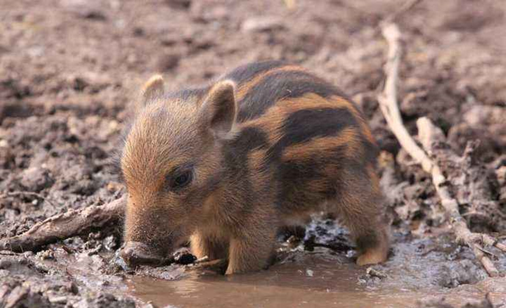 猪的祖先到底有多厉害,猪的战斗力到底有多可怕