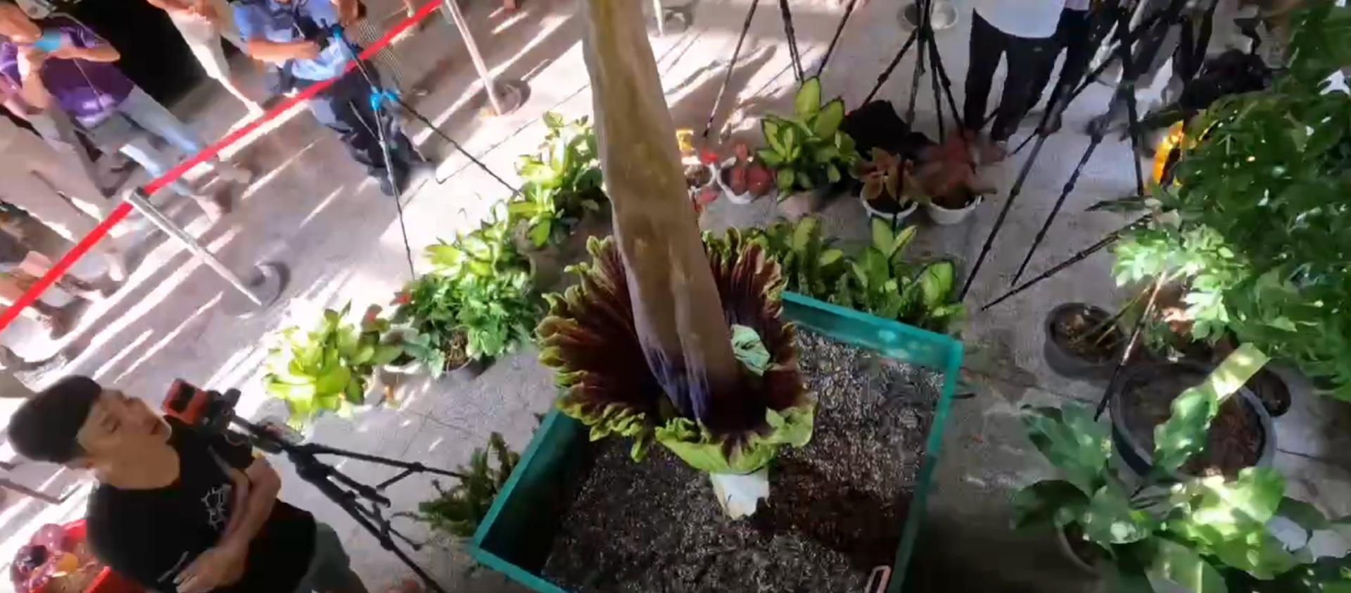 尸香魔芋生长全过程,昆明有尸香魔芋么