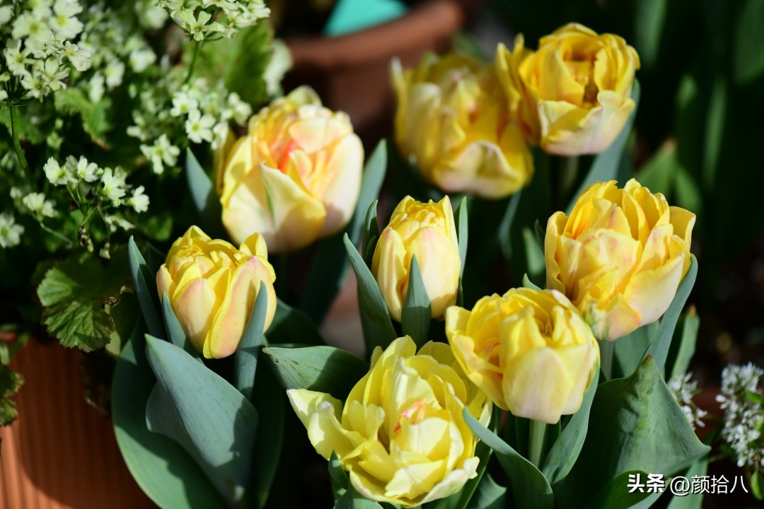 河马花园最耐阴植物,最漂亮的花园里的郁金香