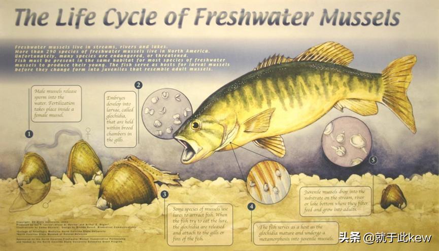 河蚌给鱼增加氧气吗,河蚌喂淀粉吗