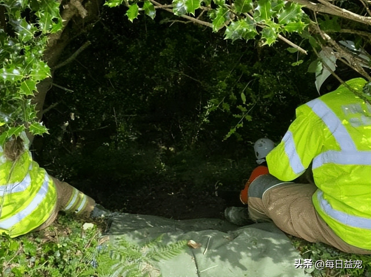 老奶奶意外失踪，机智黑猫四处找人帮忙，这才把人成功救出