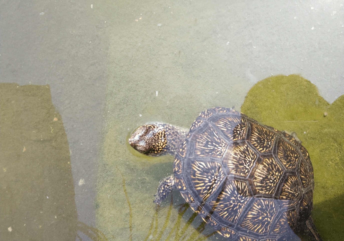 用棉布给乌龟冬眠的好处,乌龟冬眠用椰土的好处和坏处