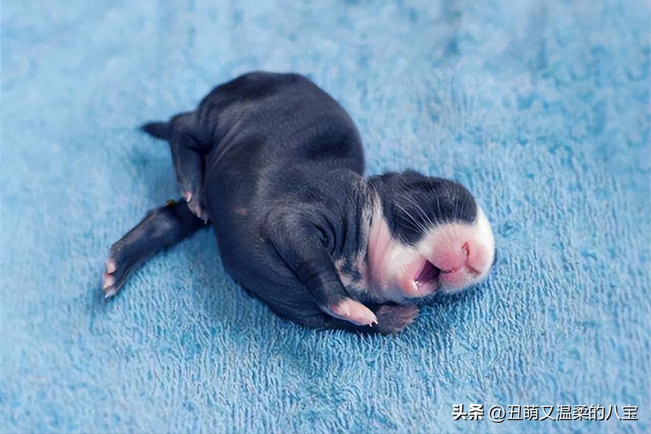 宠物小兔子的饲养方法及注意事项,养宠小知识小兔子眼睛发炎怎么办