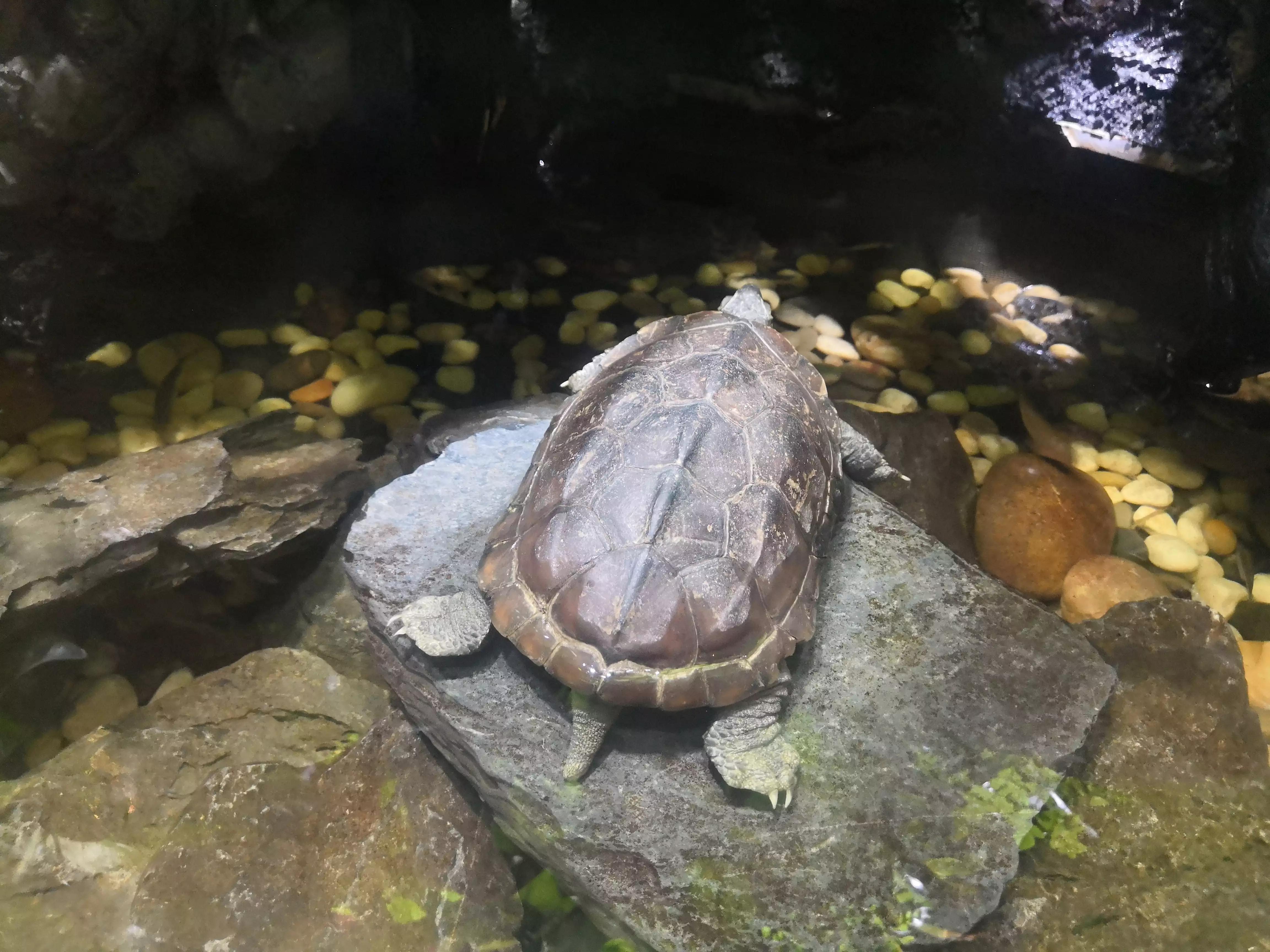 上海海洋水族馆鲨鱼,上海海洋水族馆当天能购票吗