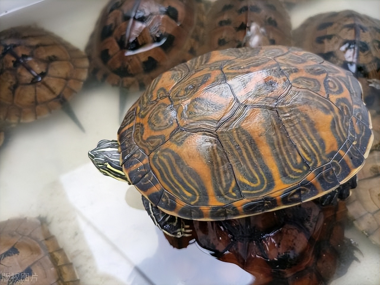 男子花200万买龟,男子靠三只病龟赚了6000万
