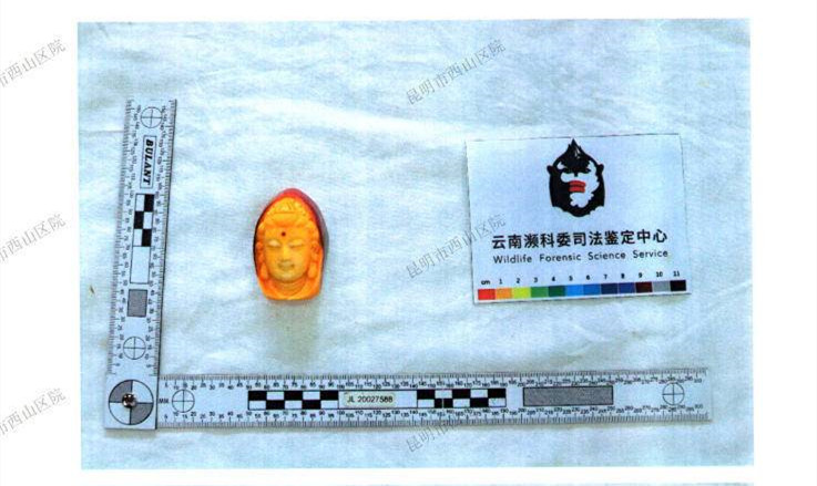 价值比象牙高3倍，活着被取骨后等死！盔犀鸟头骨到底有什么用？