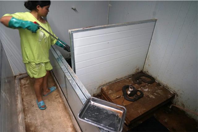 广西养蛇人视频,养蛇人最怕的毒蛇