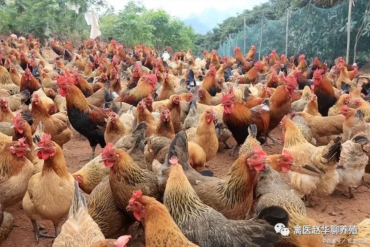 禽医赵华聊鸡感冒发烧咳嗽怎么治疗最好