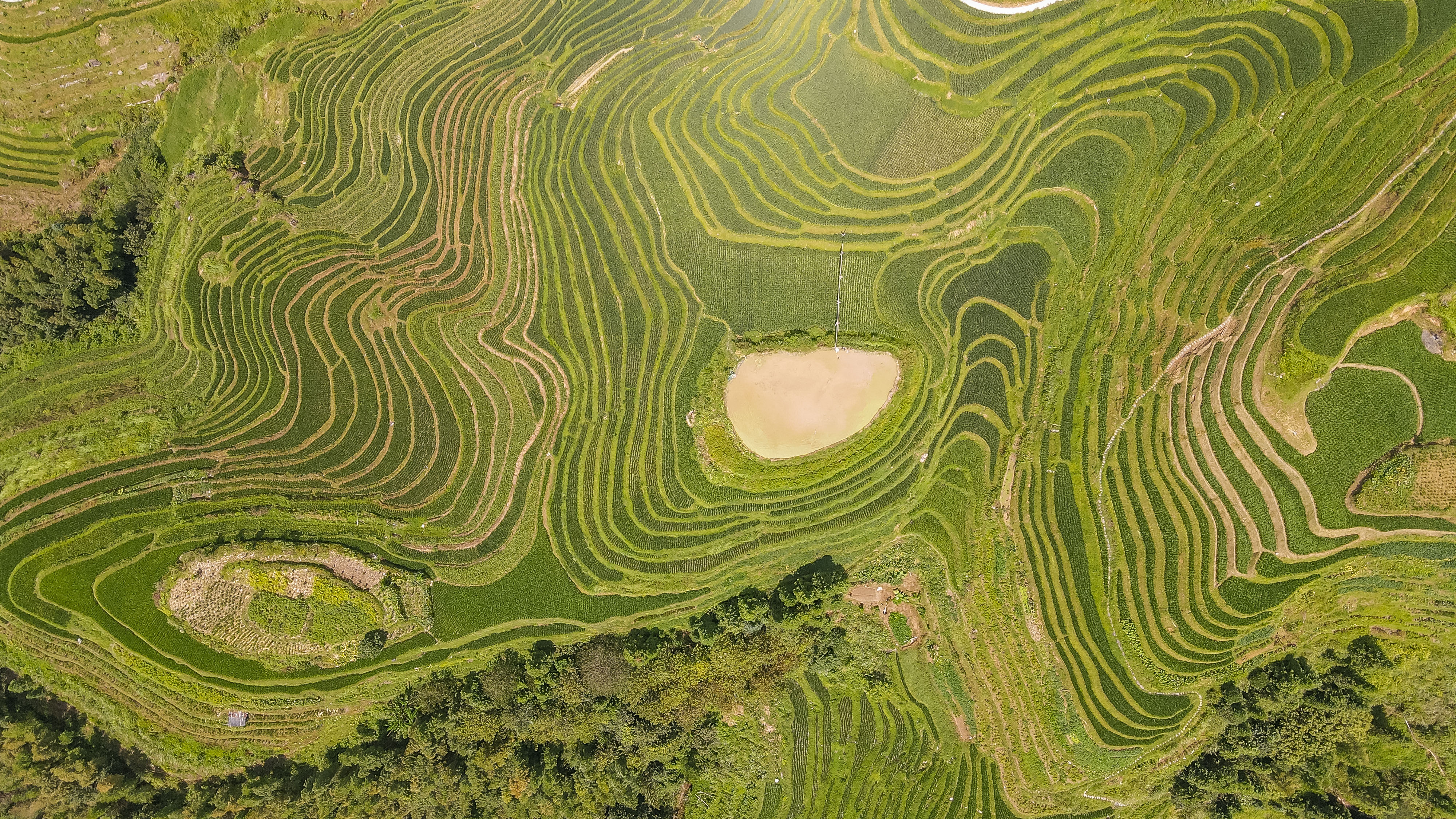 龙脊水稻梯田图片,龙脊水稻