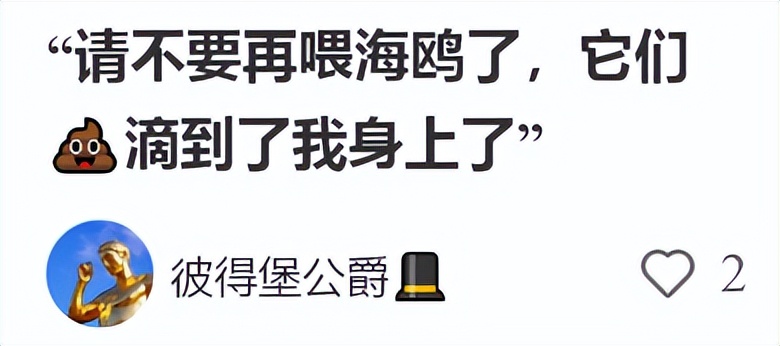 喂过一次大连海鸥，人类就要为自己的弱小羞愧