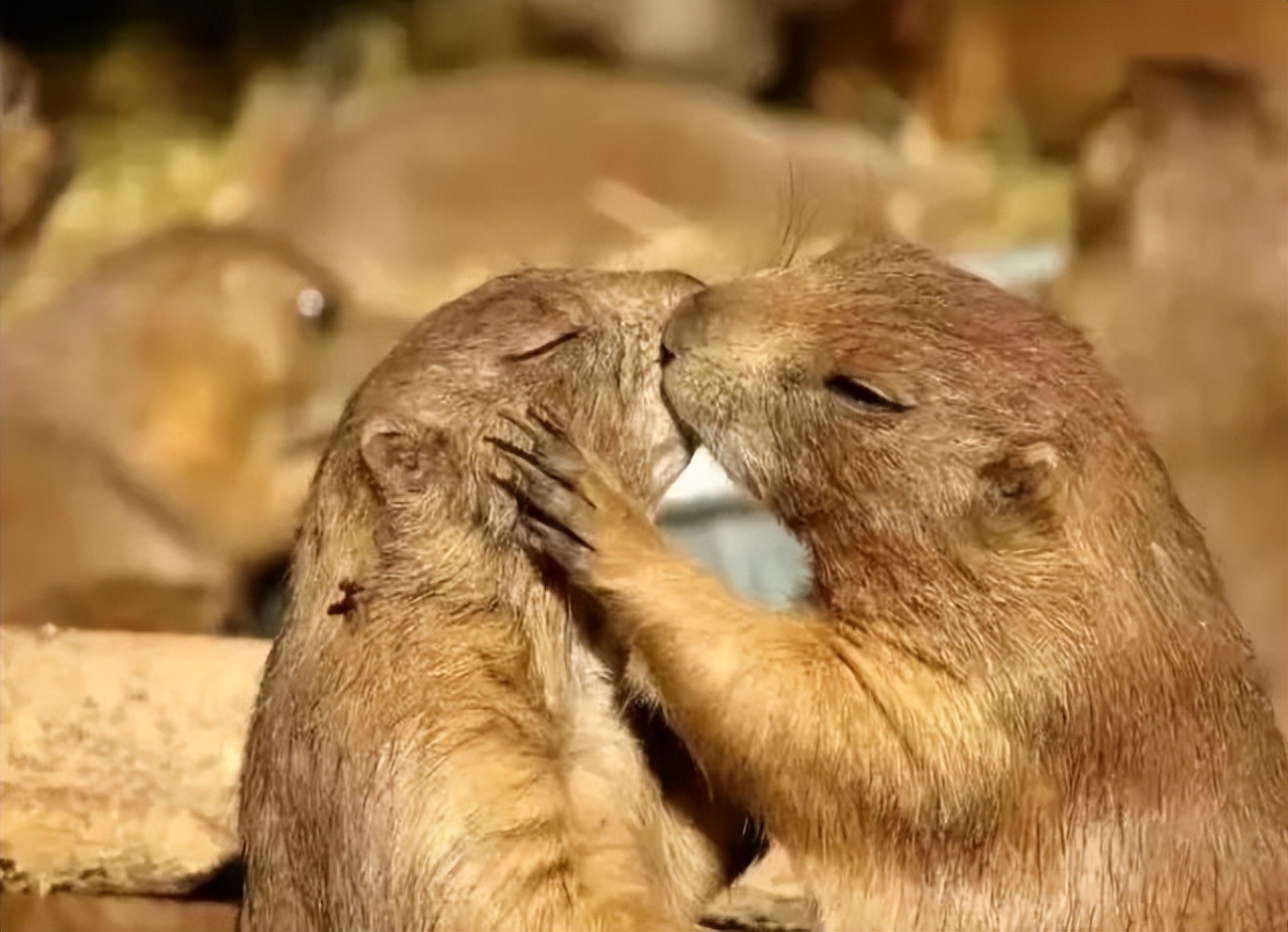 涓嫳鍙岃闃呰鍔ㄧ墿搴勫洯,鍔ㄧ墿鐜嬪浗鍙岃