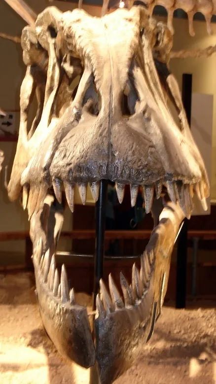 侏罗纪恐龙3,侏罗纪世界3里的恐龙讲解