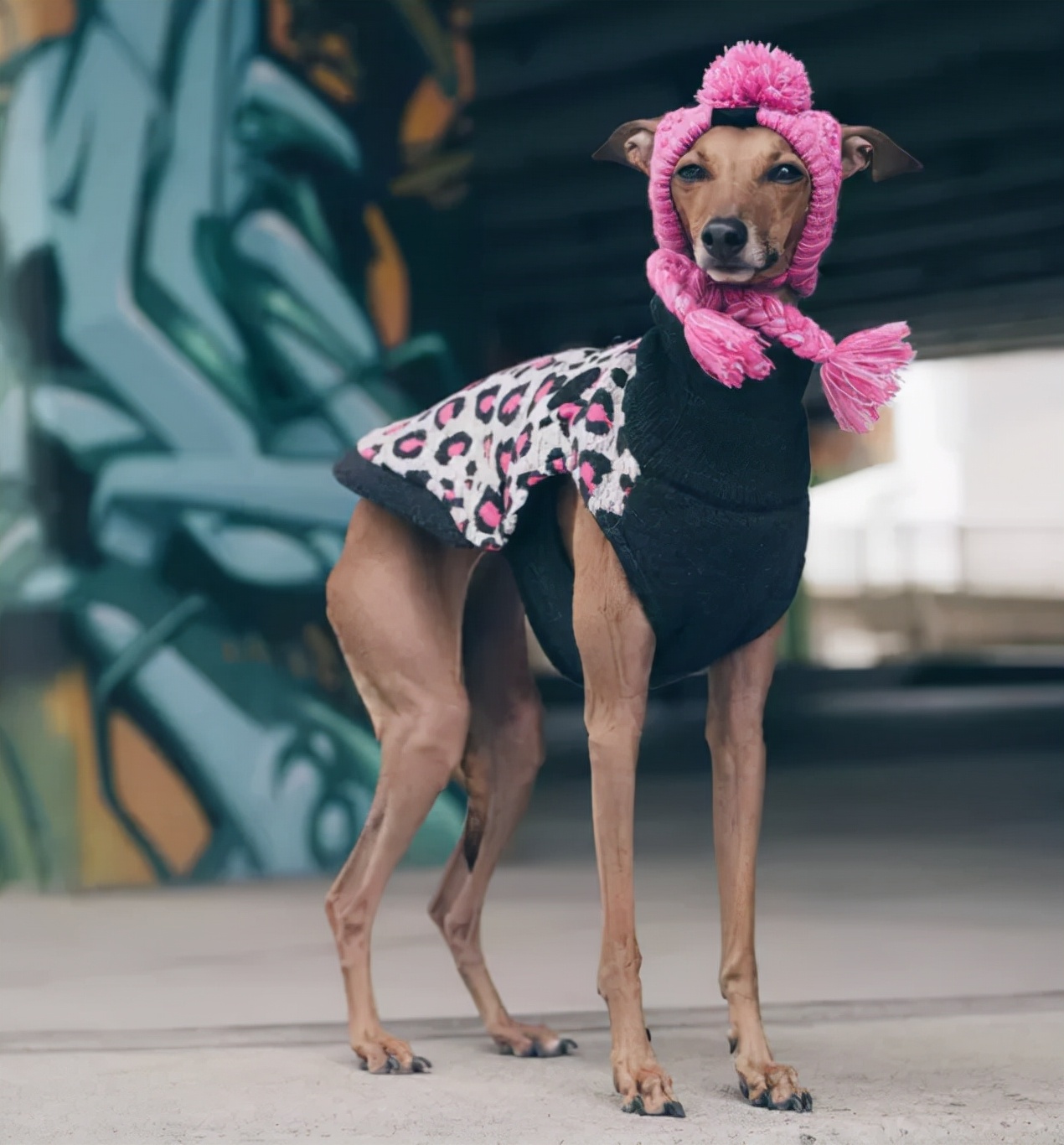 一只被抛弃的小狗逆袭变身超狗,一只被逆袭的中国狗狗