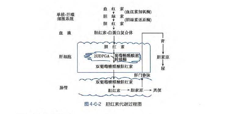 体检中查出胆红素偏高怎么办,体检胆红素增高怎么解决