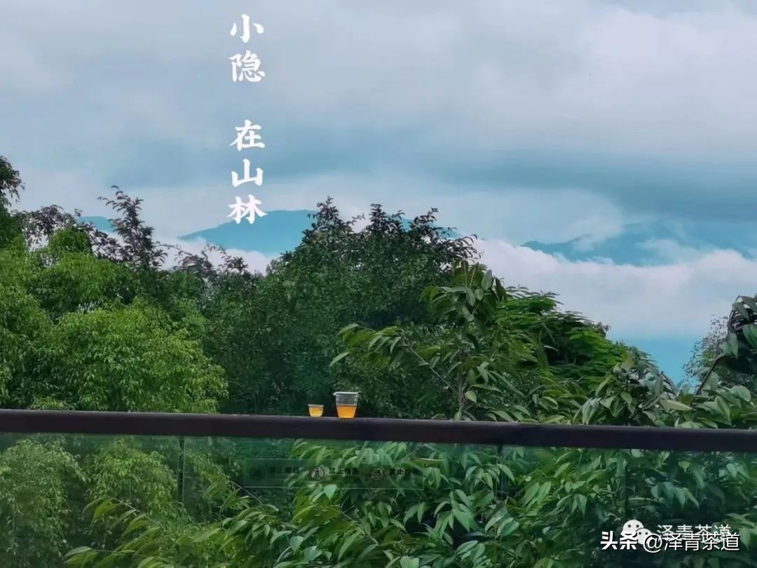 伏天喝什么养生茶最好喝,泡好一杯茶安享三伏天