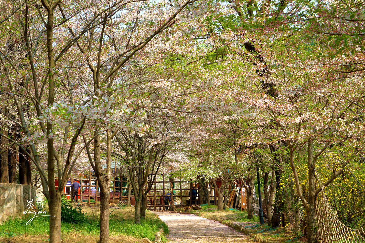 武汉看樱花半日游,武汉看樱花一日游
