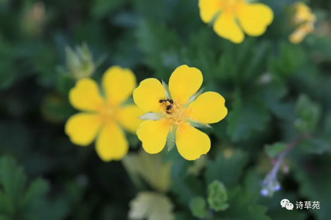 蚂蚁为什么晴天采蜜,蚂蚁在采蜜