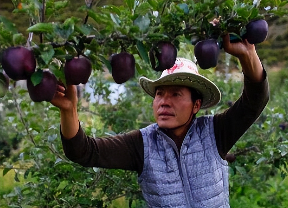 河南小伙种植黑色苹果,大叔在高原种苹果年入千万