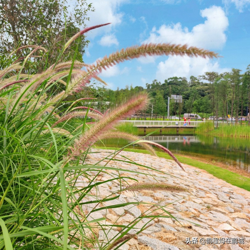 深圳龙华区观澜中心公园,龙华观澜中心公园