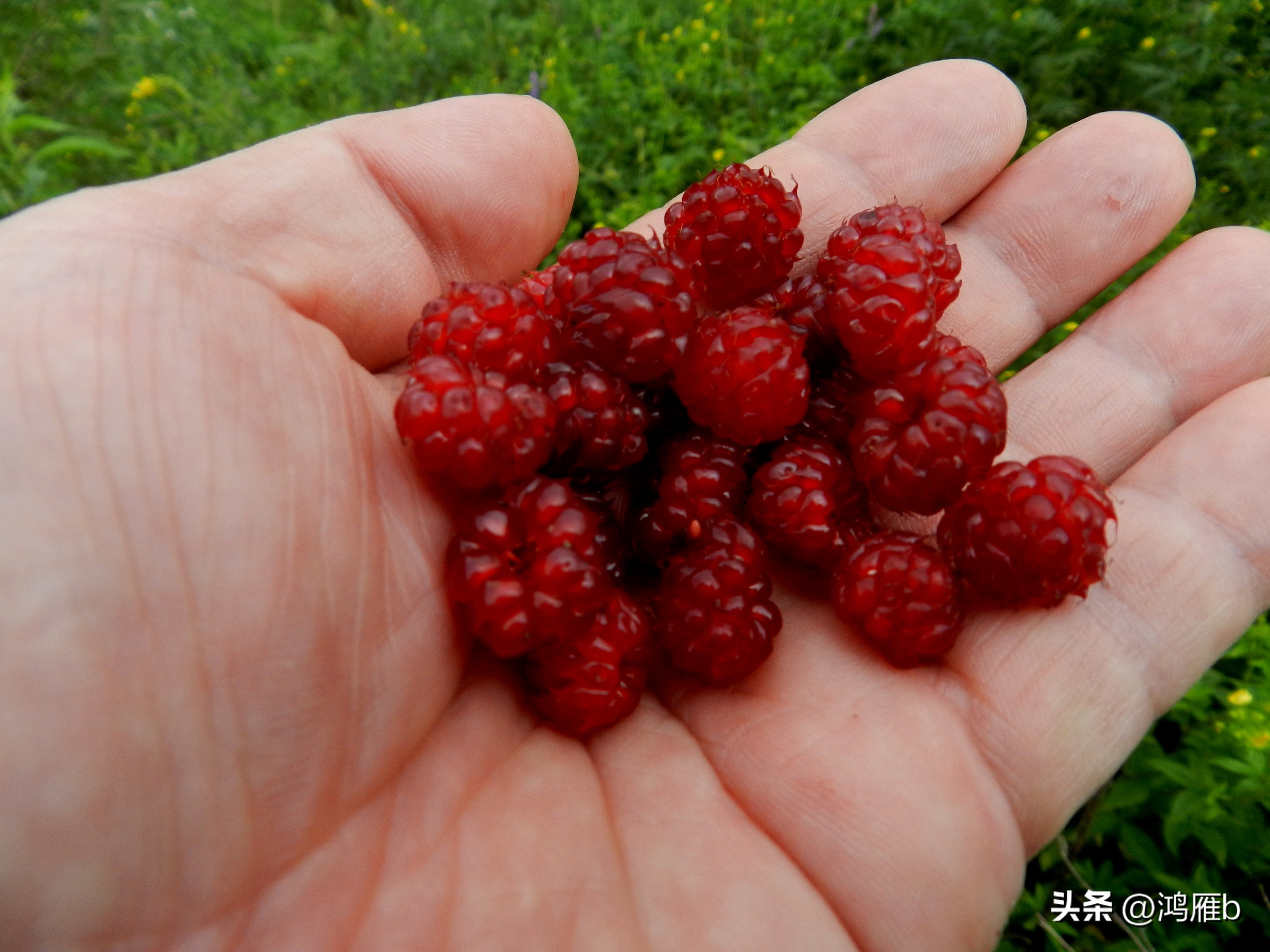 又到了吃薄荷的季节,又到了吃藕梢子的季节