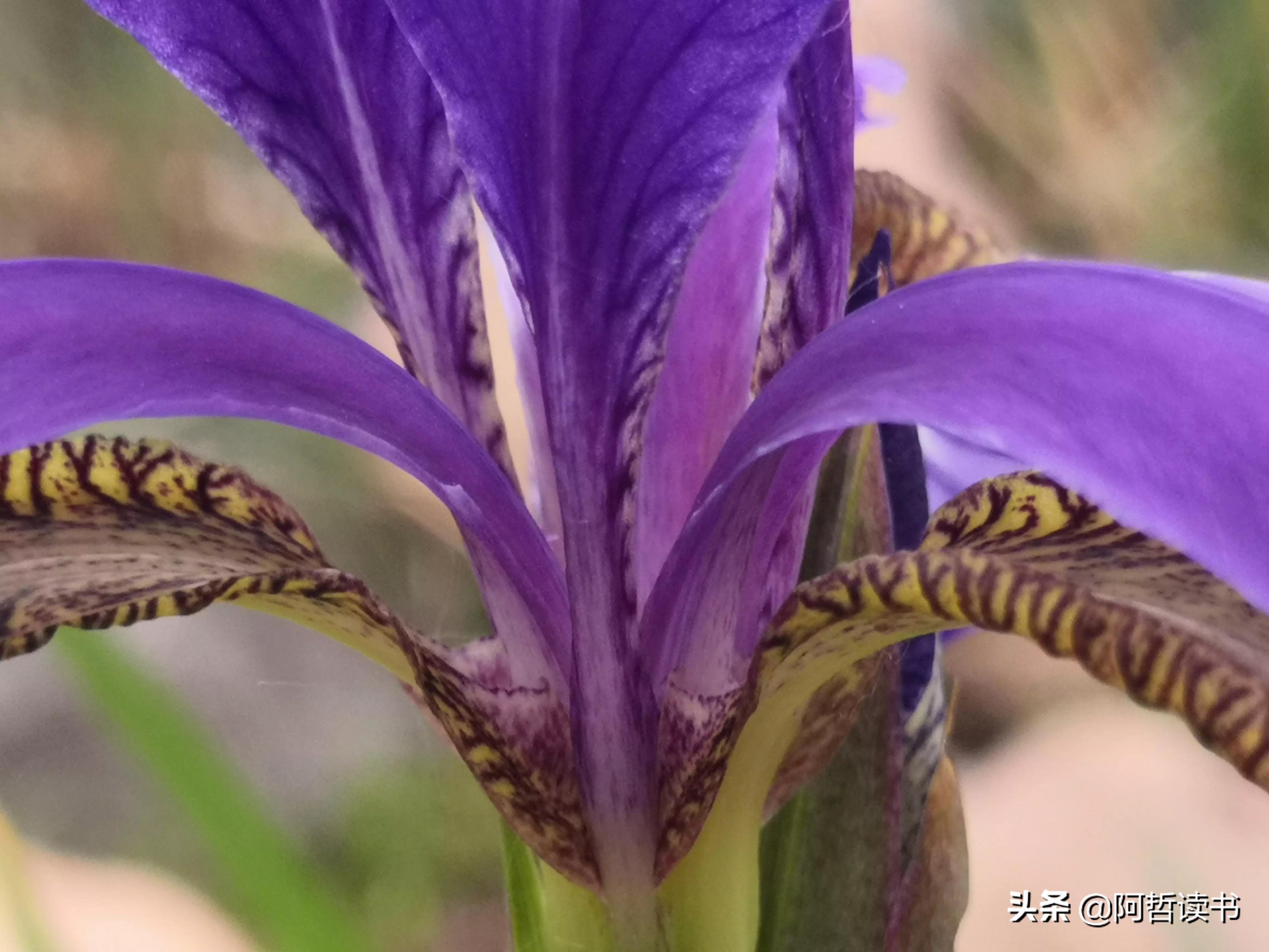 婀娜多姿鸢尾花,鸢尾花婀娜多姿