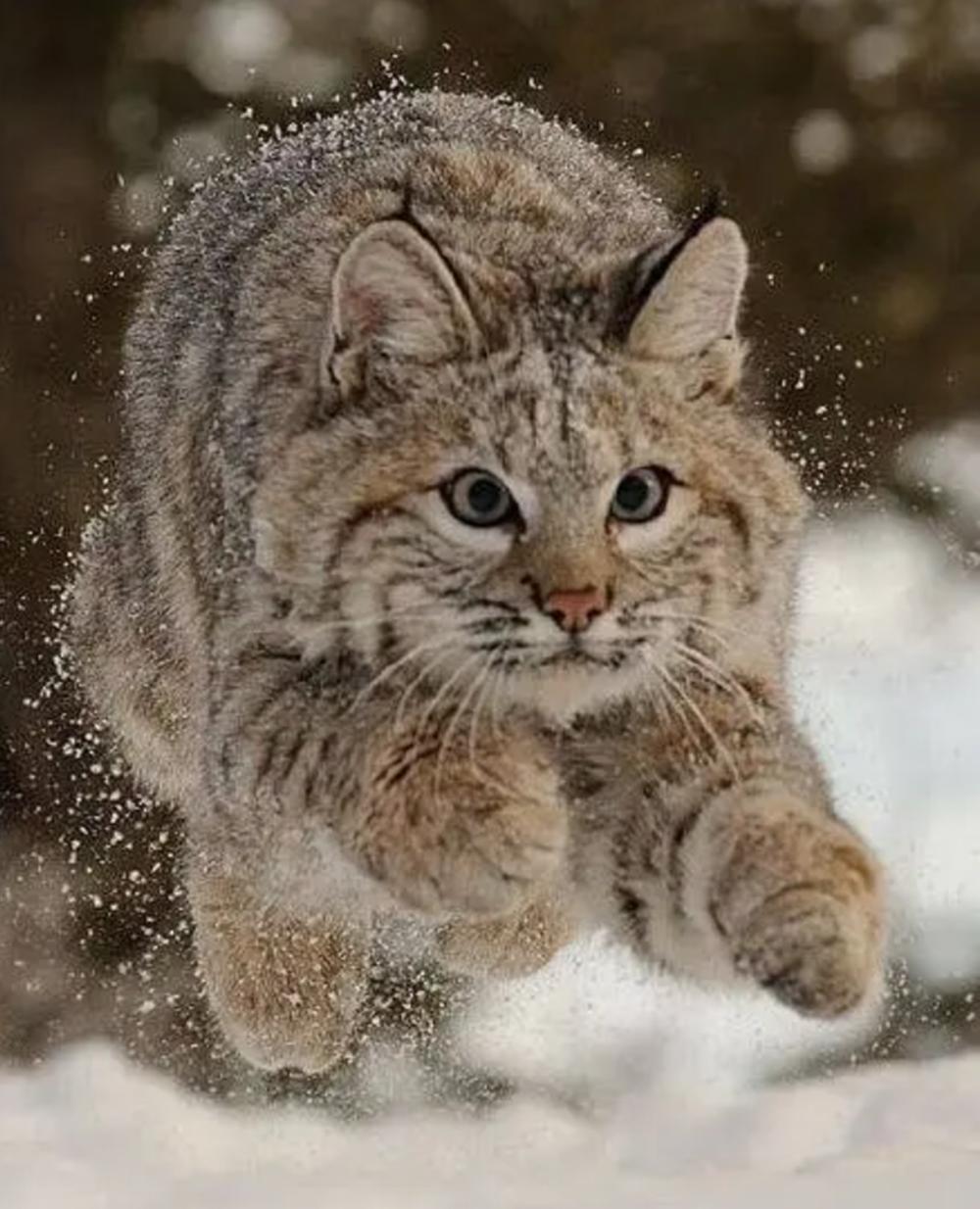 大兴安岭救助小猞猁,大兴安岭猞猁厕所求救