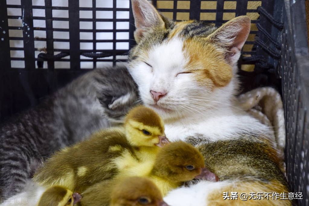 疫情阶段做什么副业赚钱,疫情之后赚钱工作怎么做