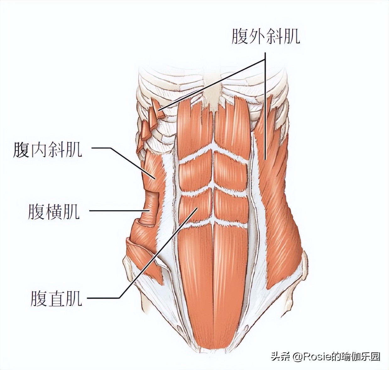 赵丽颖马甲线减肥方法,赵丽颖瘦了4公斤还练出马甲线