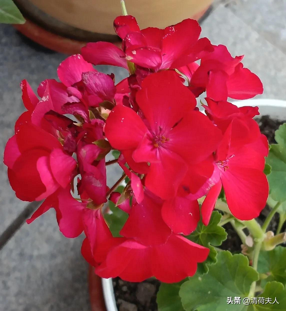 欲望之殇,欲望之殇完整版