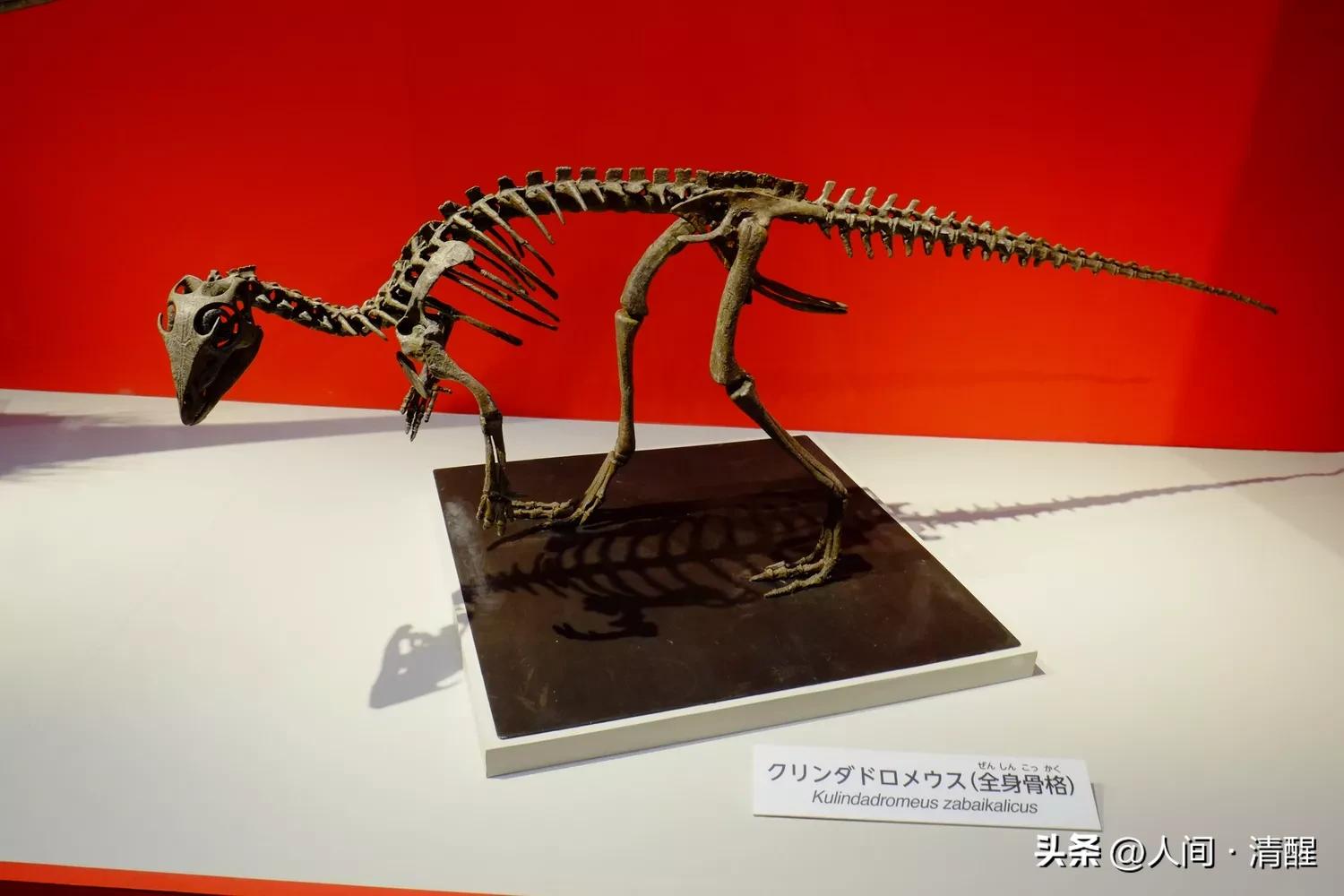 游星方舟奇怪的恐龙,世界上最奇葩的恐龙是什么恐龙