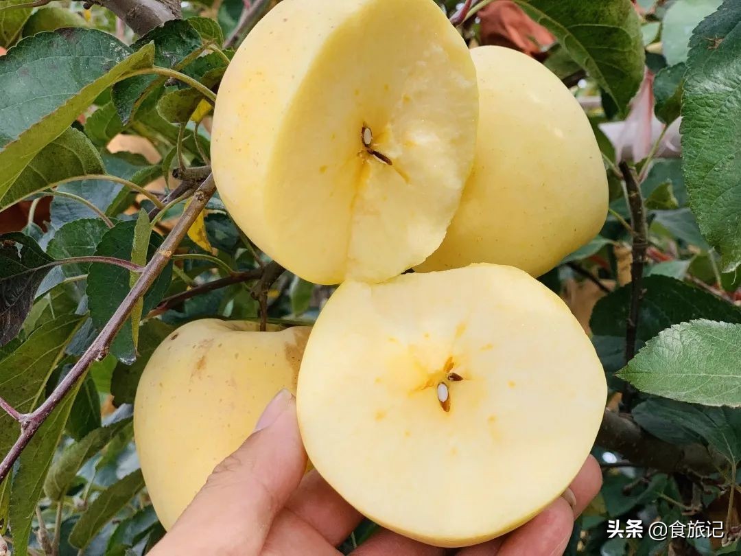 断货王！出口级威海金苹果，今日半价就能买1箱