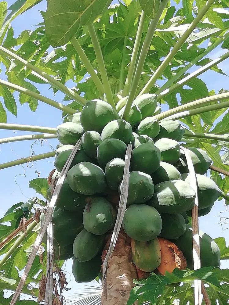 立才农场到三亚市区多远,三亚坐几路车到南岛农场