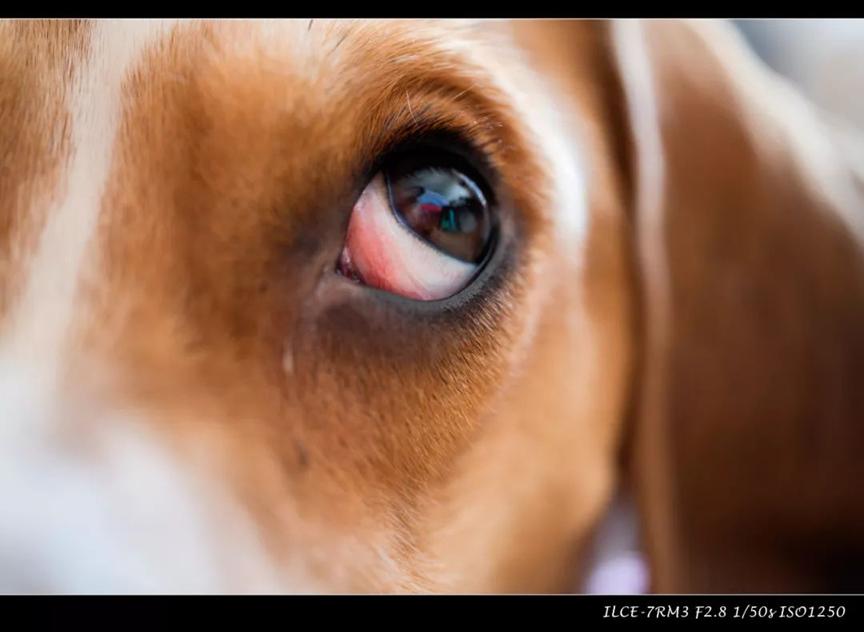 适马ceo未来发展前景,适马x3传感器恢复生产