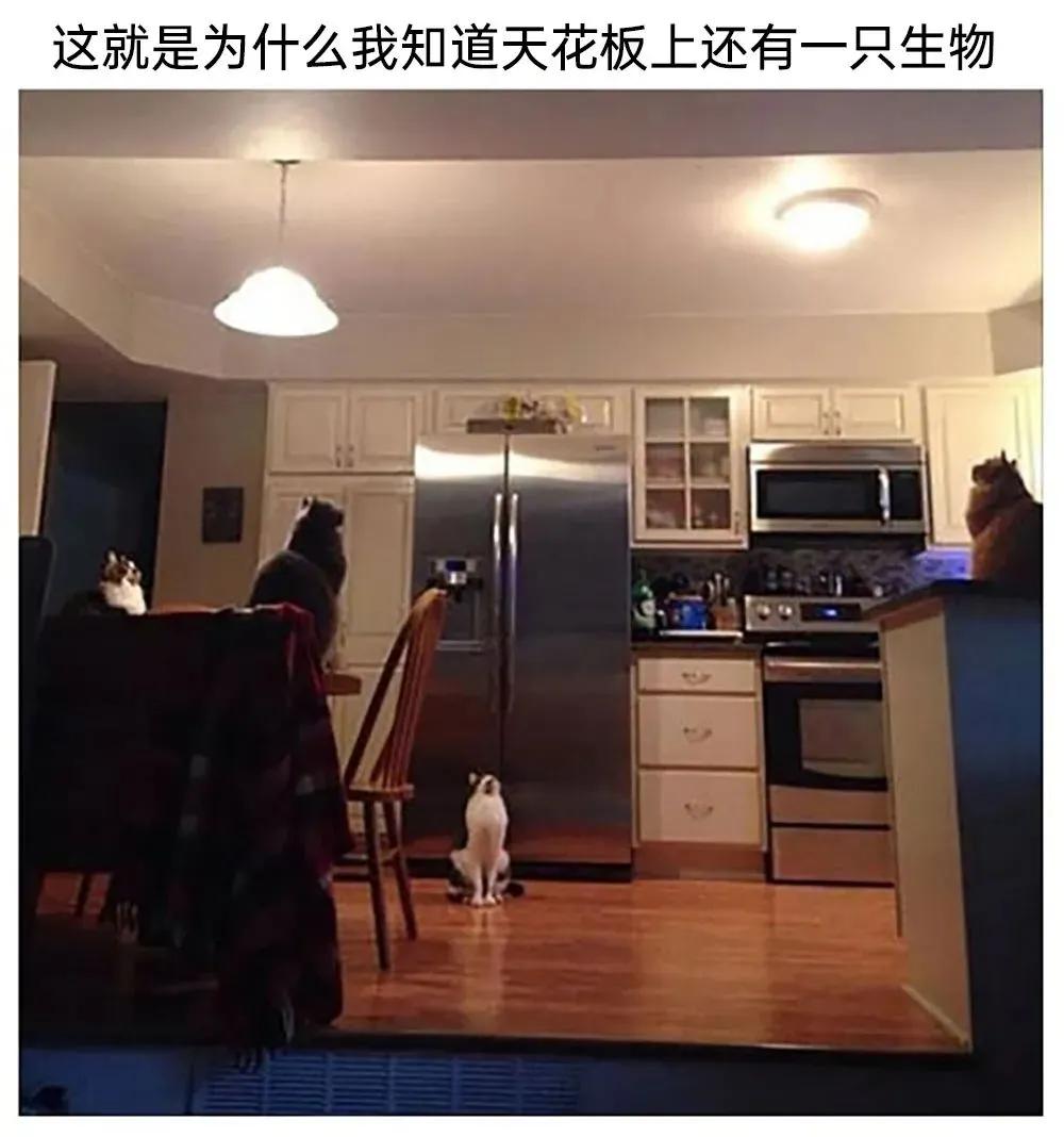 meme搞笑图,月初月末搞笑图片