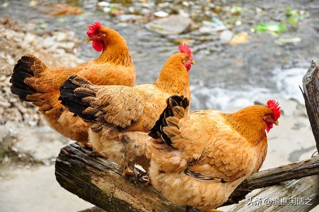 农村电商发展中存在的问题,我国农村电商发展存在的问题