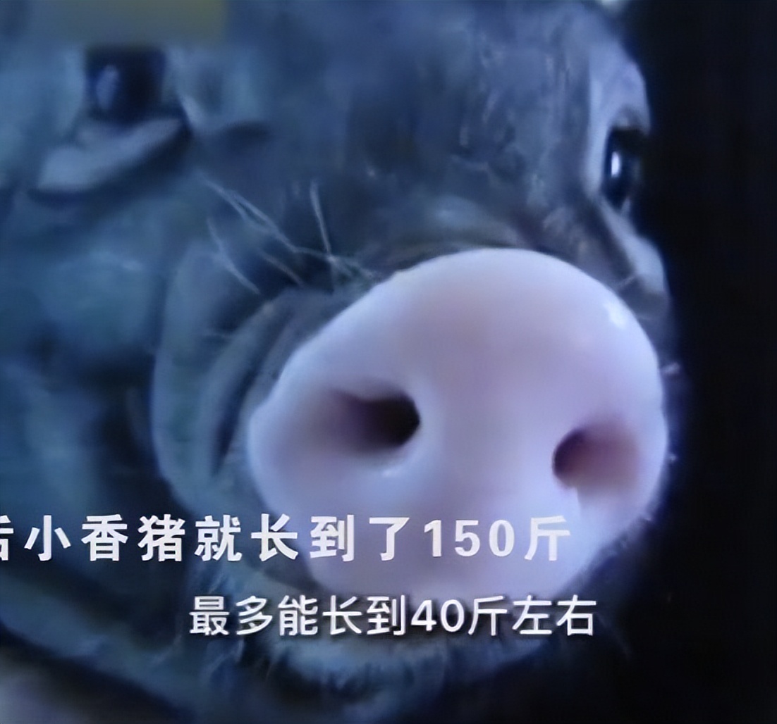 女子网购小香猪,女子买到假小香猪