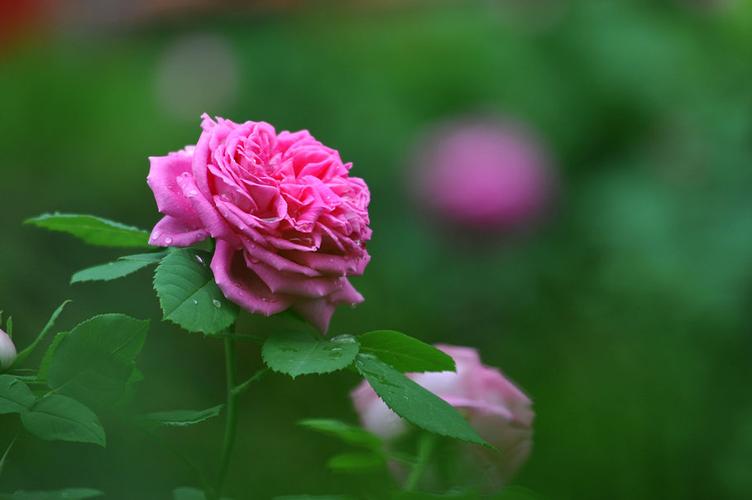 中老年女人动了真情是如何表现的,动了真情的男人一般会有什么表现