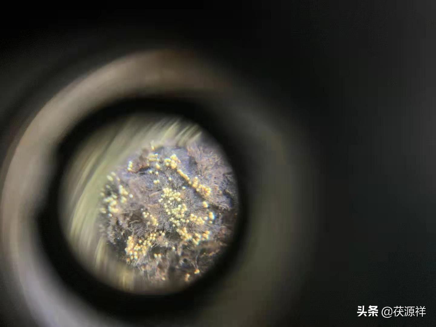 茯茶文化讲解,茯茶镇的历史文化