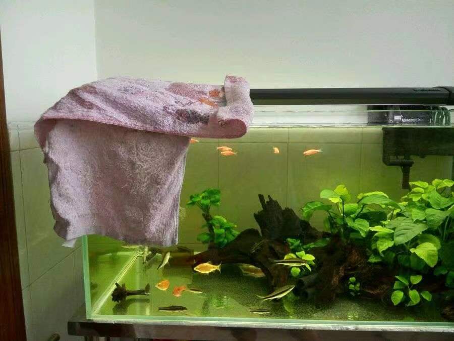 原生的斑马鱼会长蝶翼吗,原生斑马鱼会跳吗