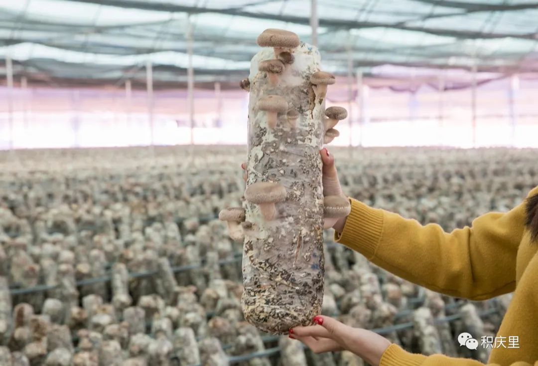 樱花烂漫，没有人会拒绝的粉色浪漫！