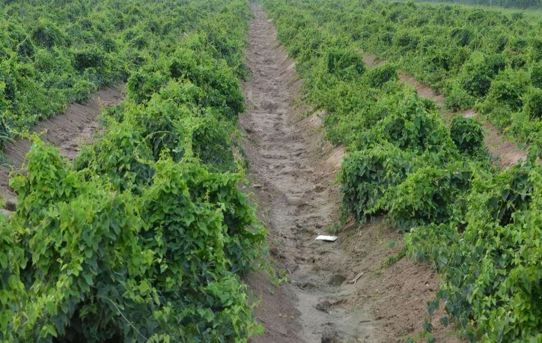 浙江人常吃的蔬菜有哪些,幼儿园常吃的蔬菜有哪些