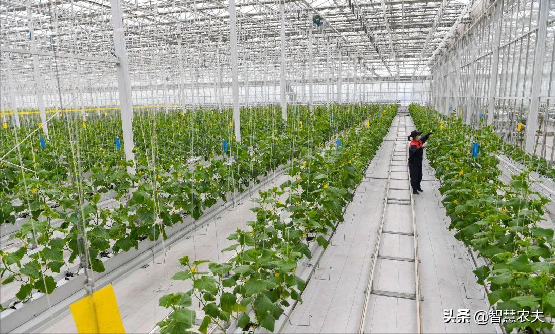 智能温室种菜视频,智能温室种植利润