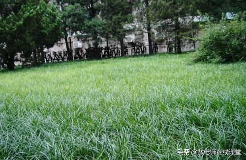 草坪园林景观设计,园林景观和草坪景观区别