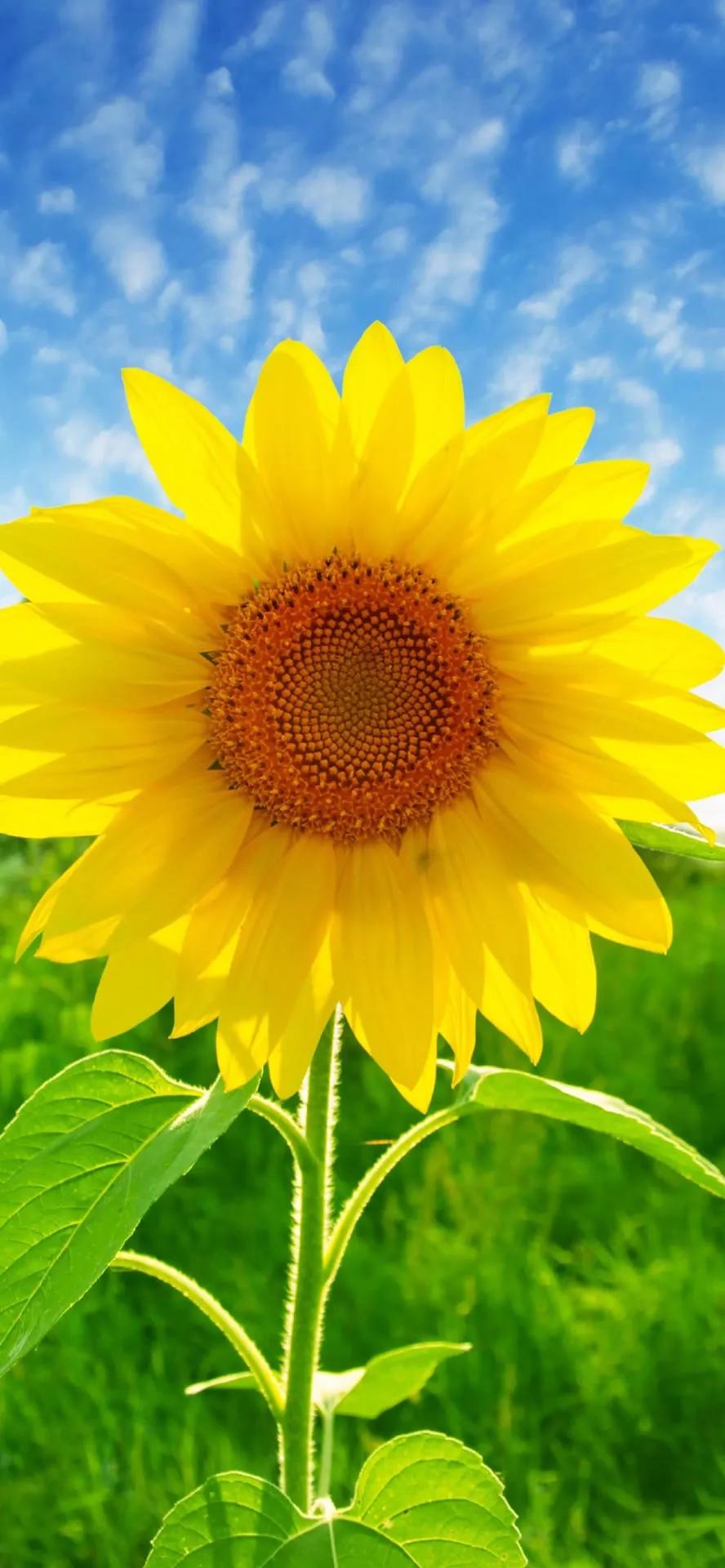 湛蓝的海水海滩风景高清壁纸,高清壁纸8k全屏无水印风景