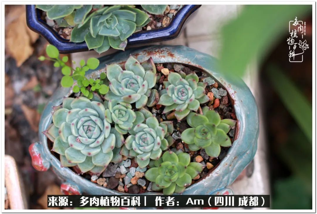 多肉小盆友生活多姿多彩,多肉小精灵福享不停